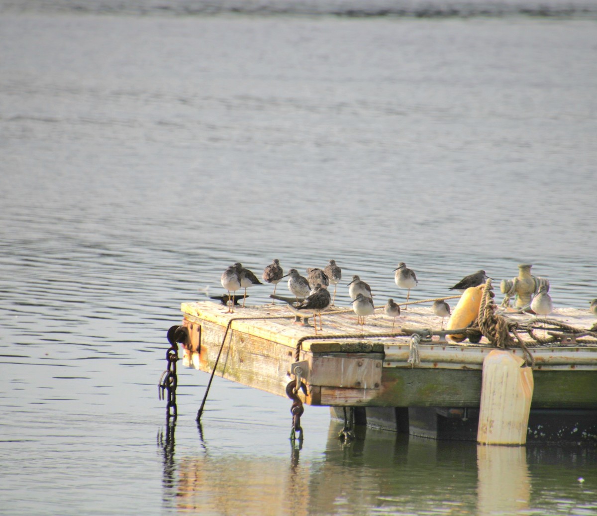 Lesser Yellowlegs - ML641525089