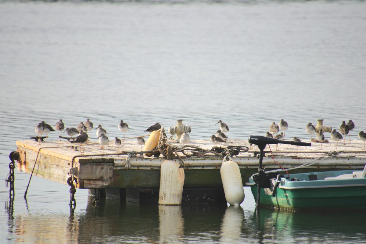 Lesser Yellowlegs - ML641525090