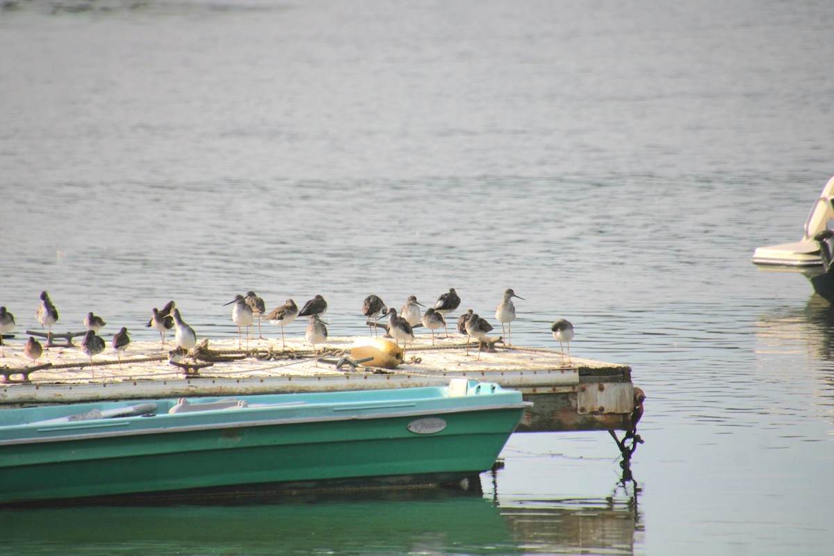 Lesser Yellowlegs - ML641525091
