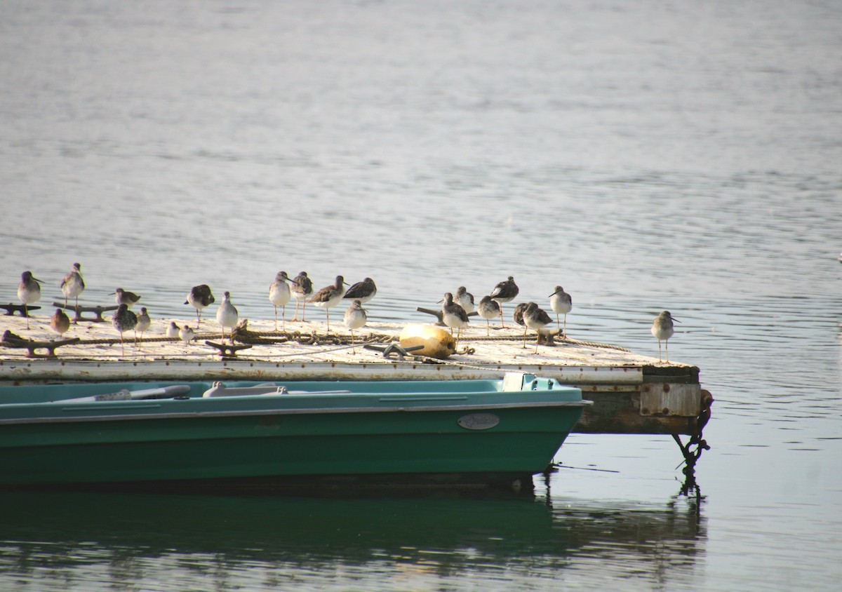 Lesser Yellowlegs - ML641525092
