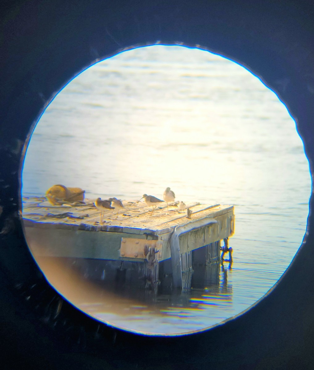 Lesser Yellowlegs - ML641525095