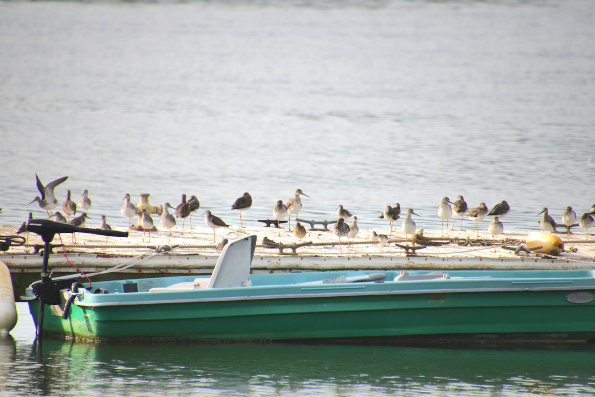 Lesser Yellowlegs - ML641525096