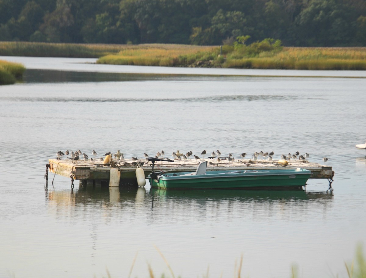 Lesser Yellowlegs - ML641525097