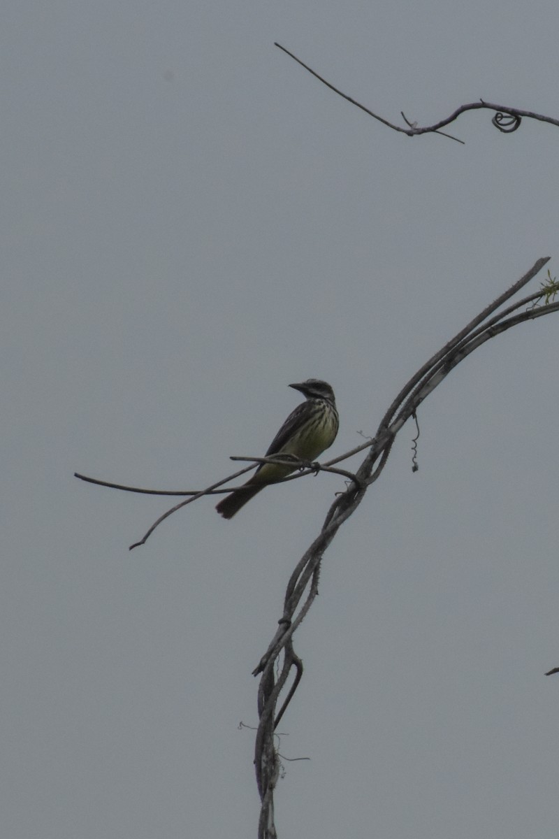 Sulphur-bellied Flycatcher - ML641525104