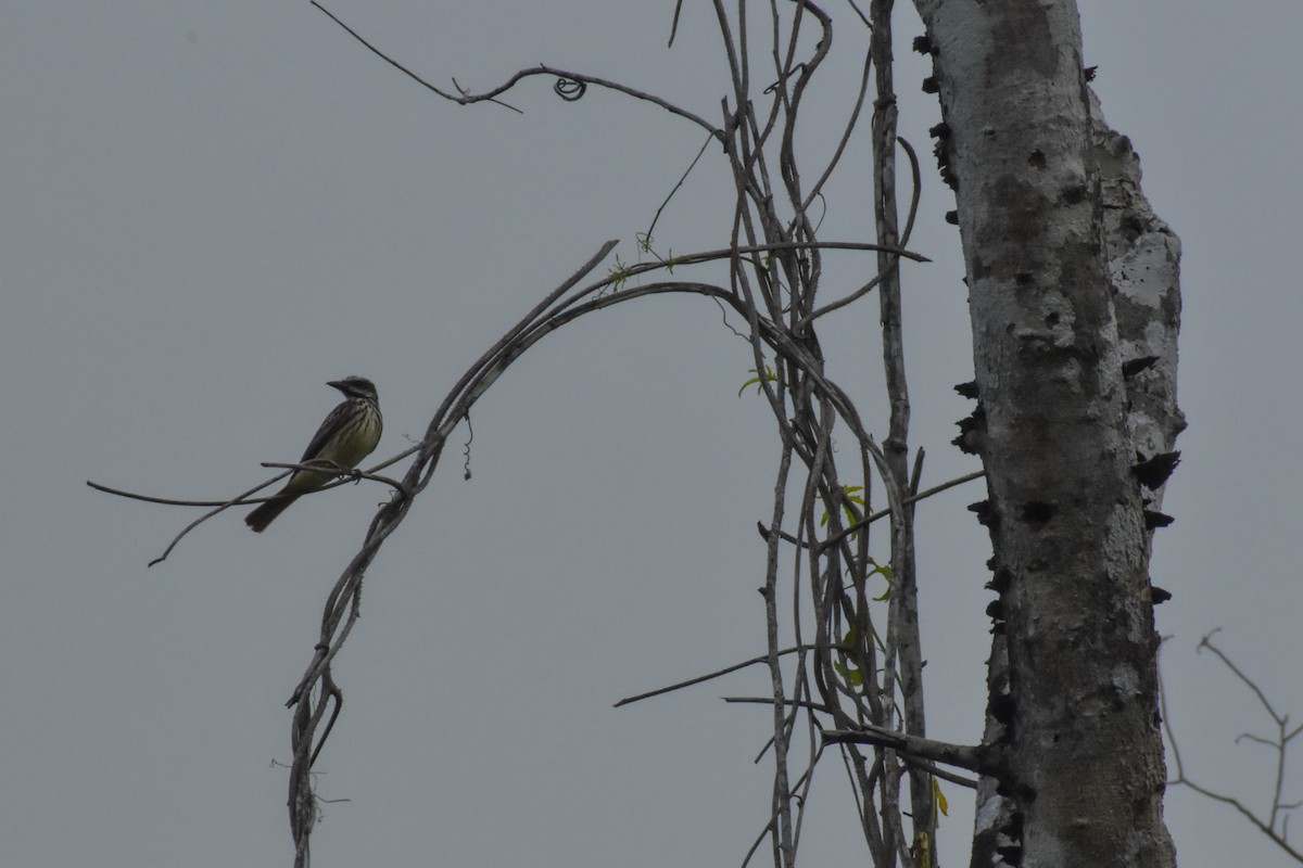 Sulphur-bellied Flycatcher - ML641525107