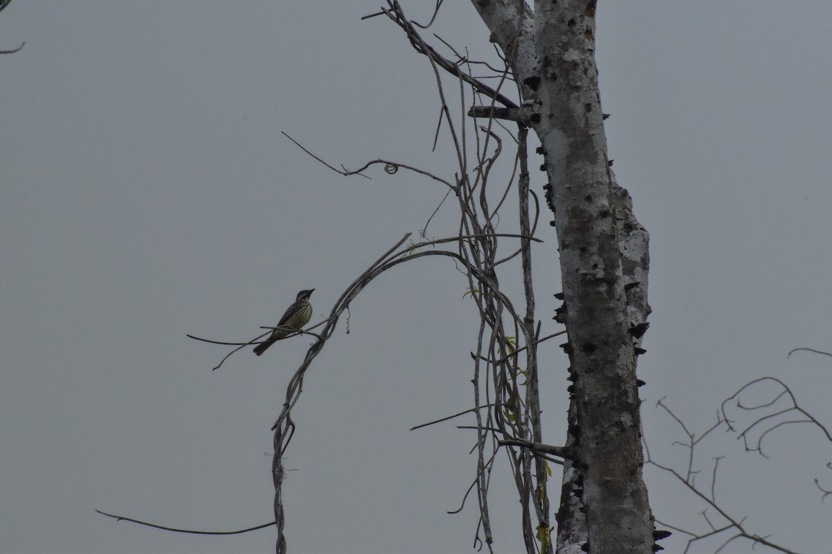 Sulphur-bellied Flycatcher - ML641525108