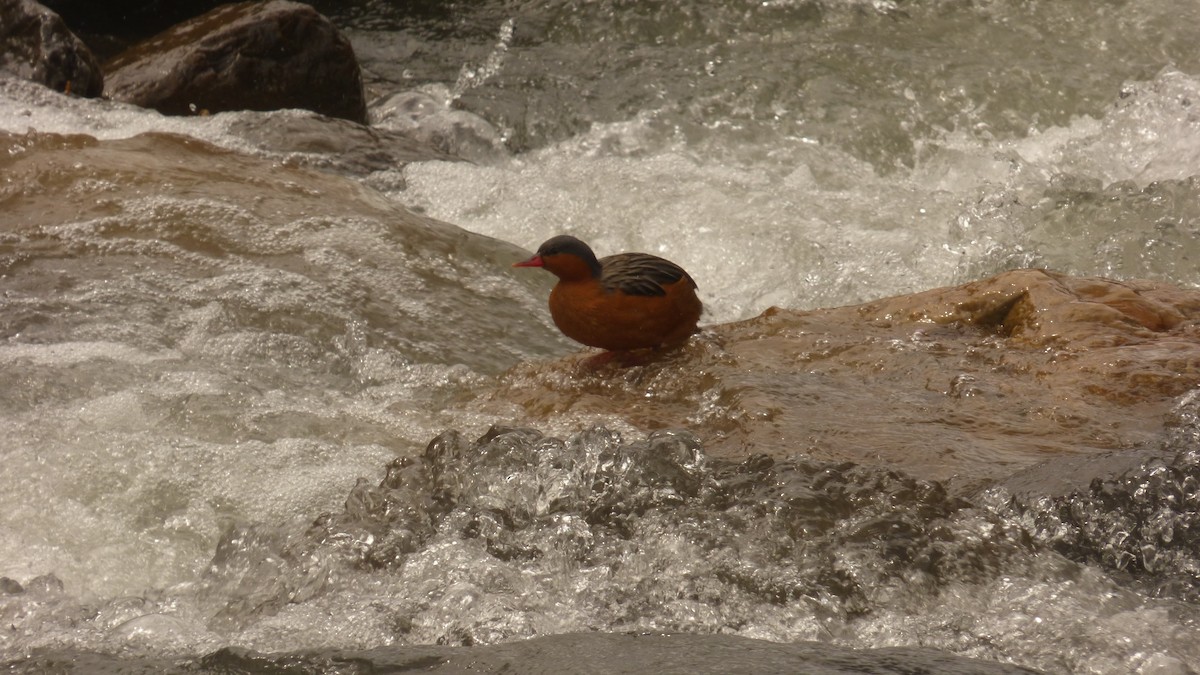 kachna bystřinná - ML641525139