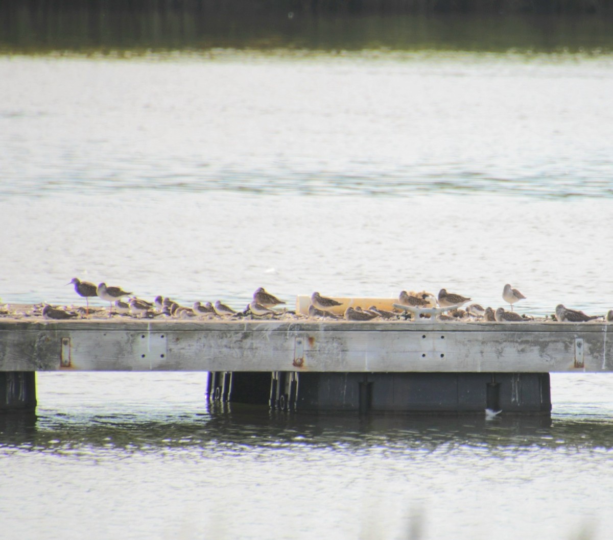 Short-billed Dowitcher - ML641525142