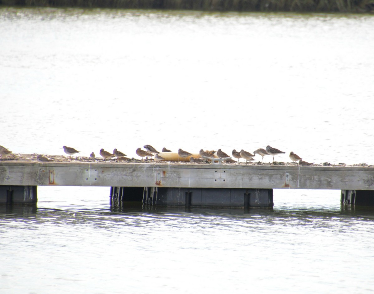 Short-billed Dowitcher - ML641525143