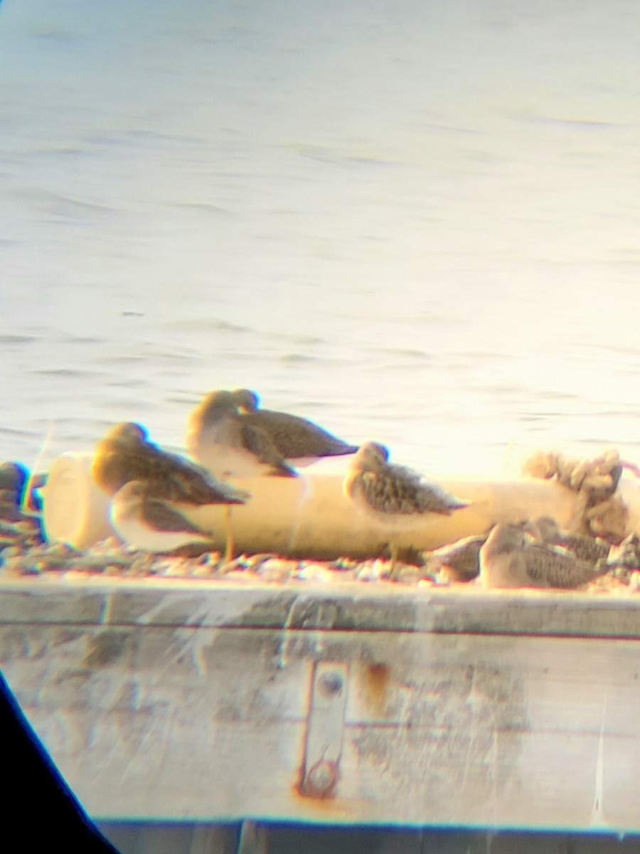 Short-billed Dowitcher - ML641525144