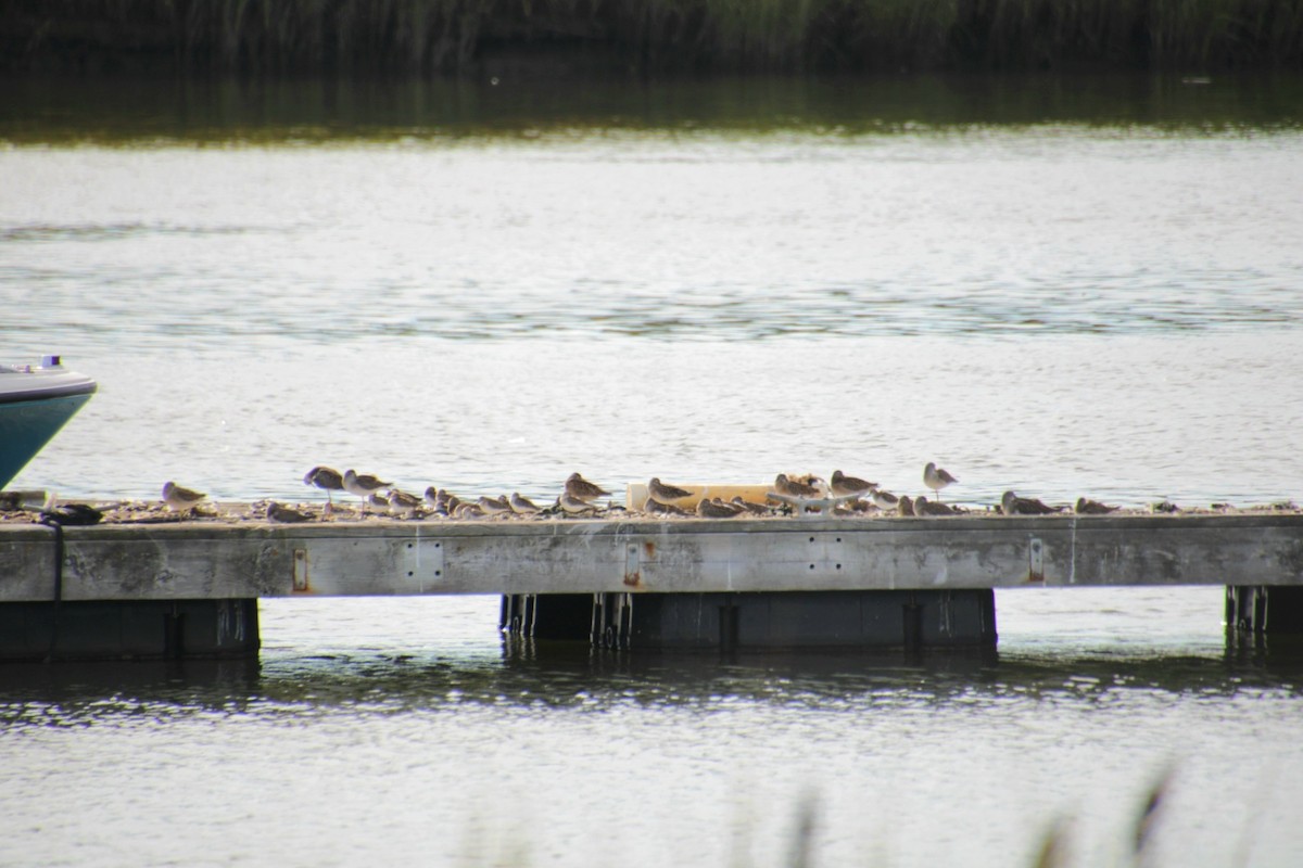 Short-billed Dowitcher - ML641525148