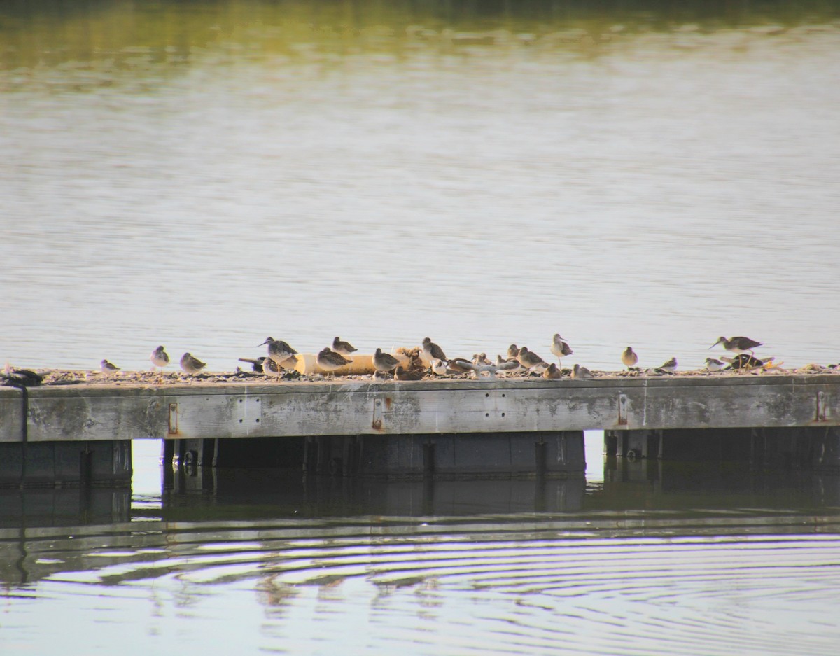 Short-billed Dowitcher - ML641525149