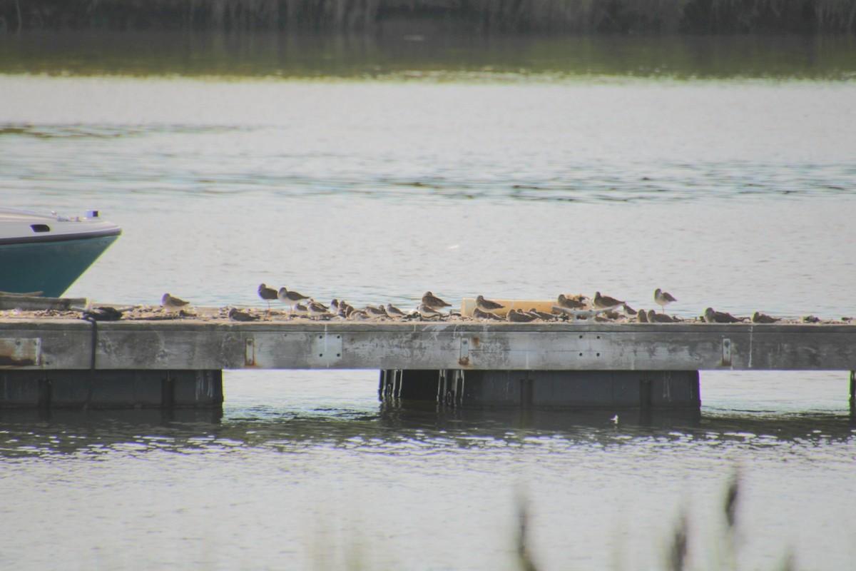 Short-billed Dowitcher - ML641525150