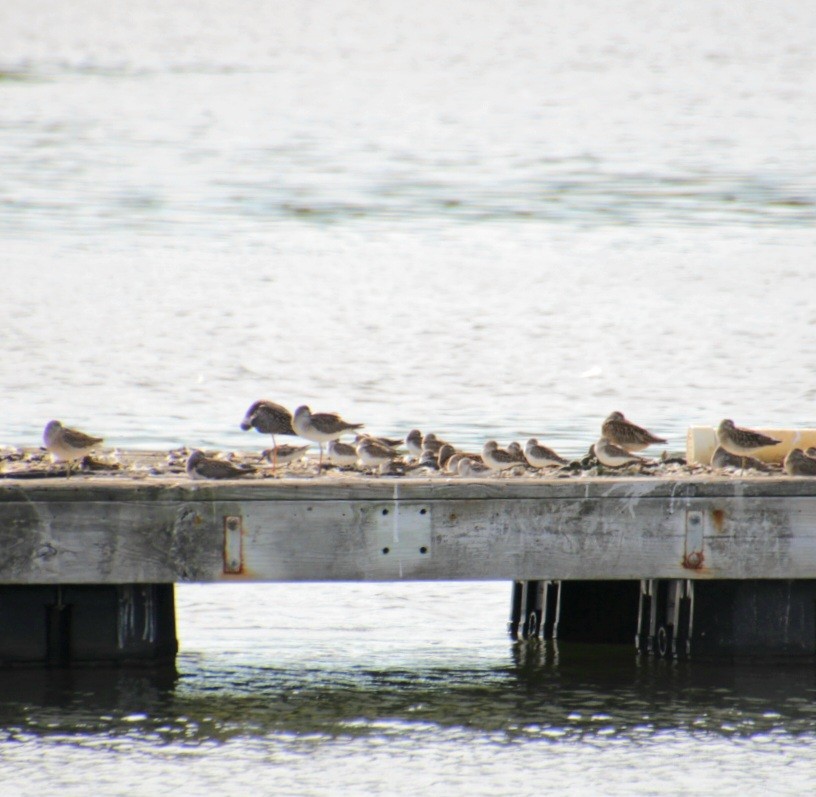 Short-billed Dowitcher - ML641525153
