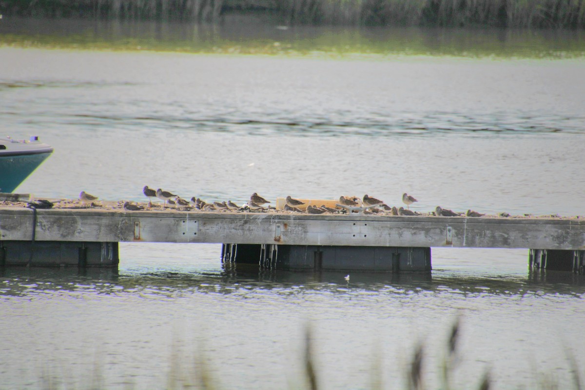 Short-billed Dowitcher - ML641525155