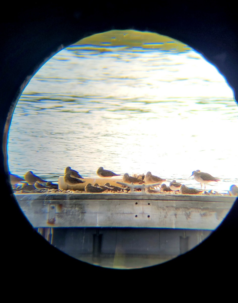 Short-billed Dowitcher - ML641525156