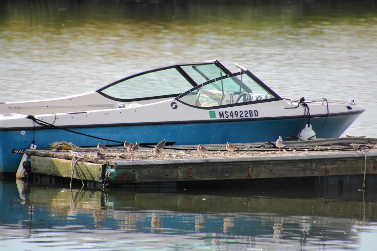 Short-billed Dowitcher - ML641525158