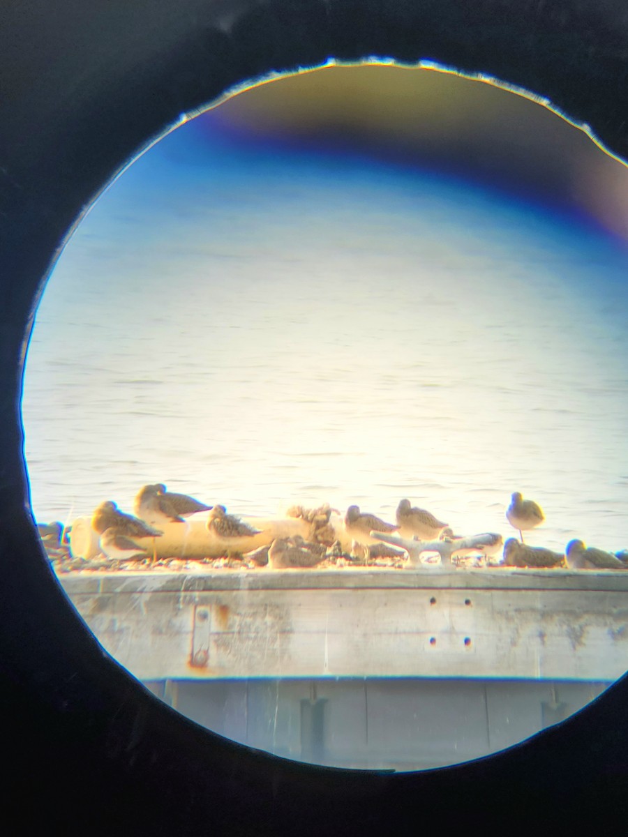 Short-billed Dowitcher - ML641525160