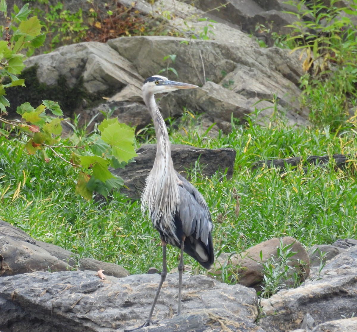 Great Blue Heron - ML641525193