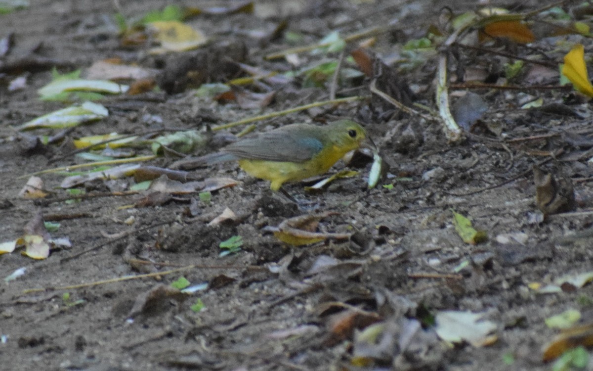Orange-breasted Bunting - ML641525214