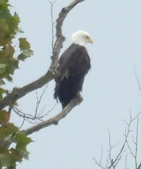 Bald Eagle - ML641525225