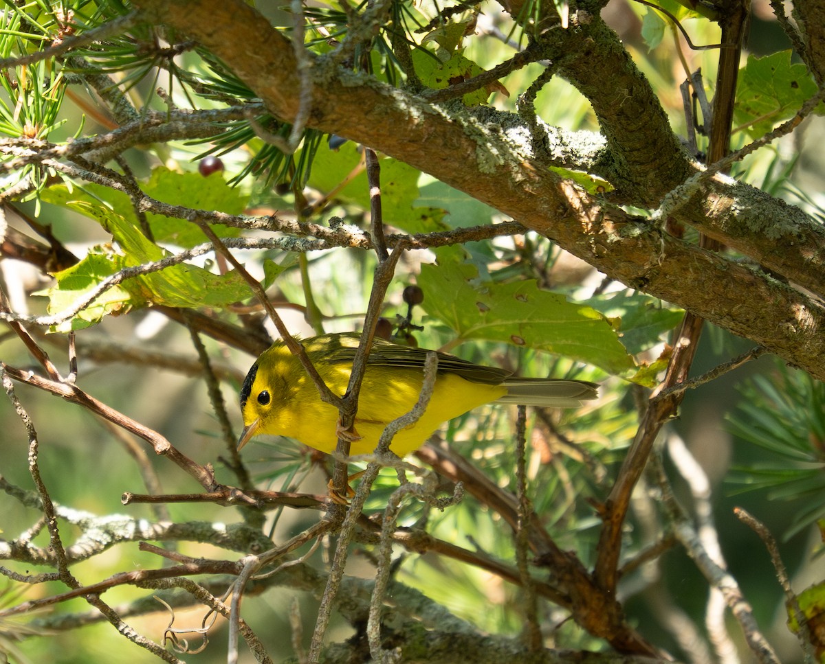 Wilson's Warbler - ML641525233
