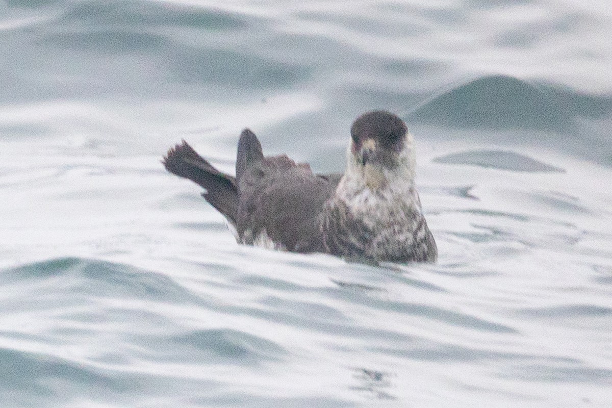 Pomarine Jaeger - ML641525244