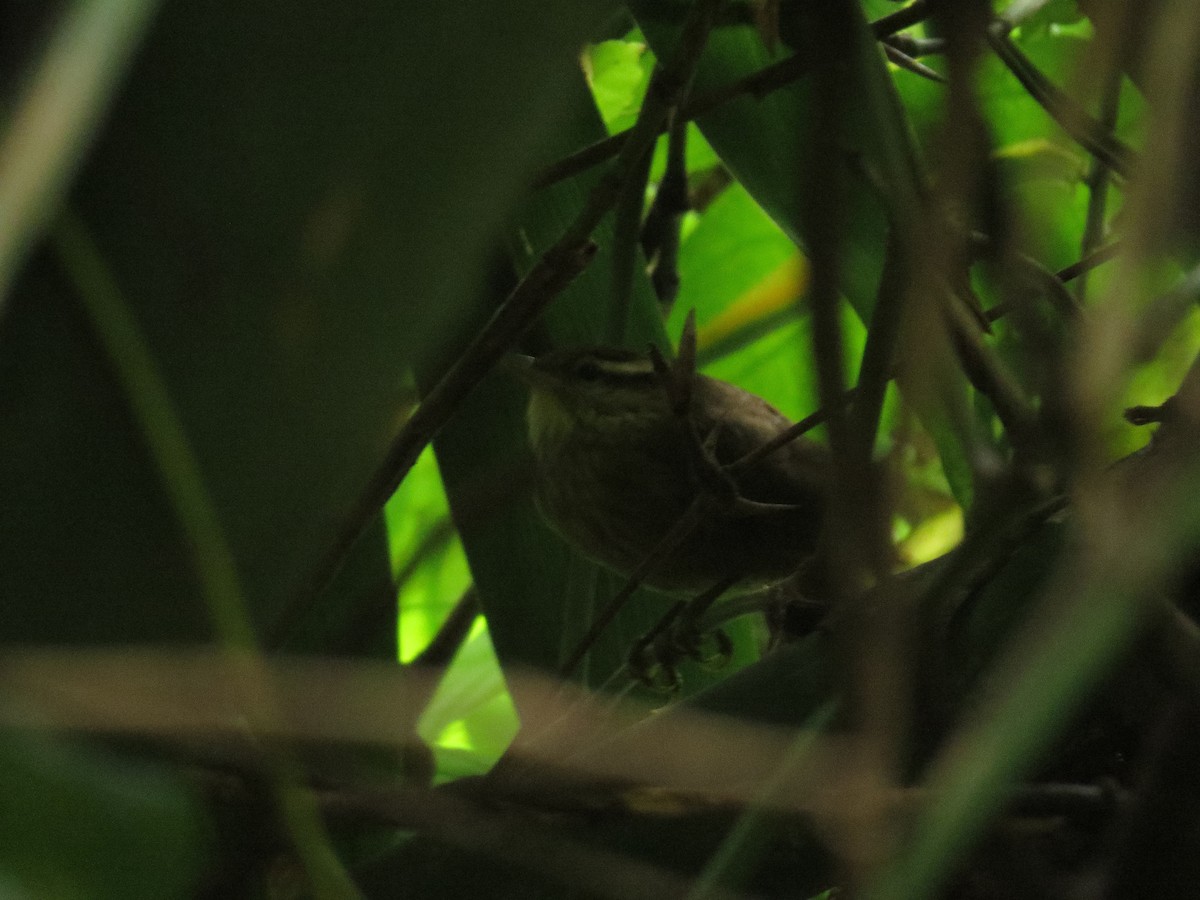 White-browed Foliage-gleaner - ML641525272