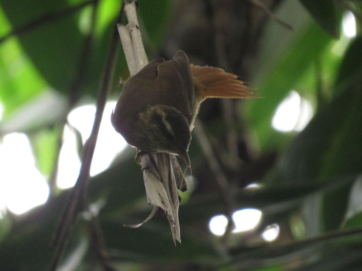 White-browed Foliage-gleaner - ML641525284