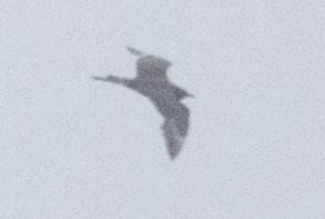 Pomarine Jaeger - ML641525310