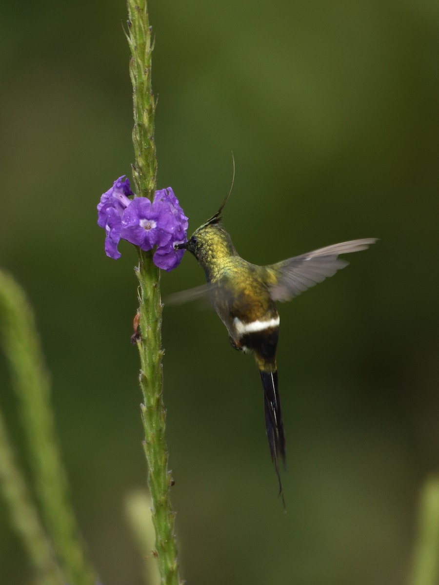 Wire-crested Thorntail - ML641525368