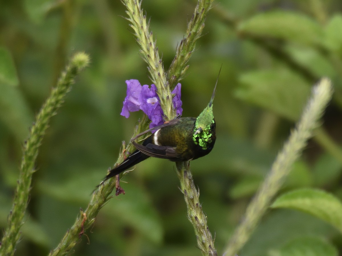 Wire-crested Thorntail - ML641525370