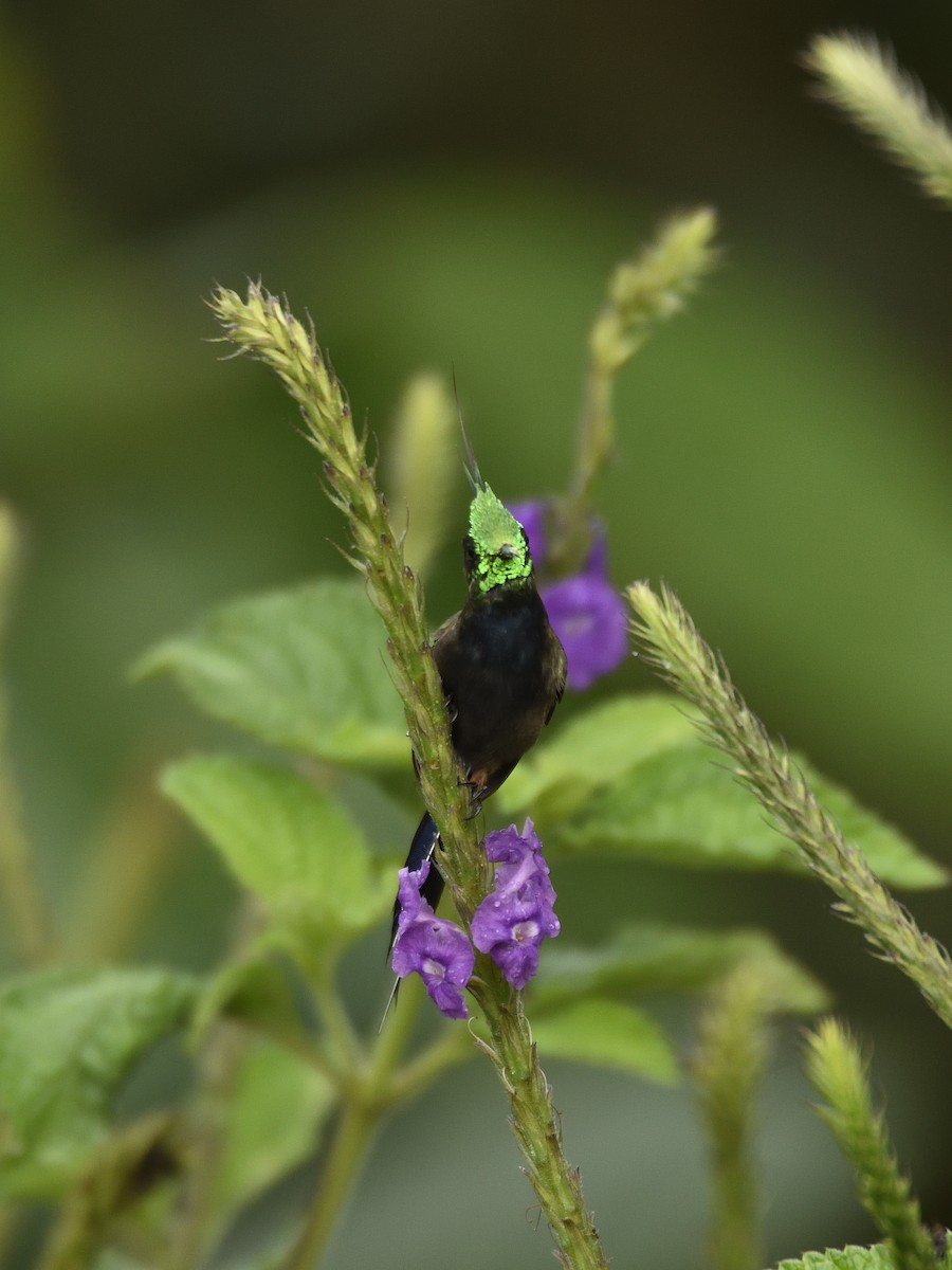 Wire-crested Thorntail - ML641525377