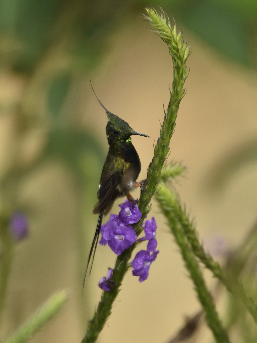 Wire-crested Thorntail - ML641525379