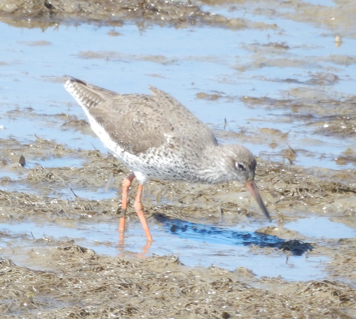 Common Redshank - ML64152541