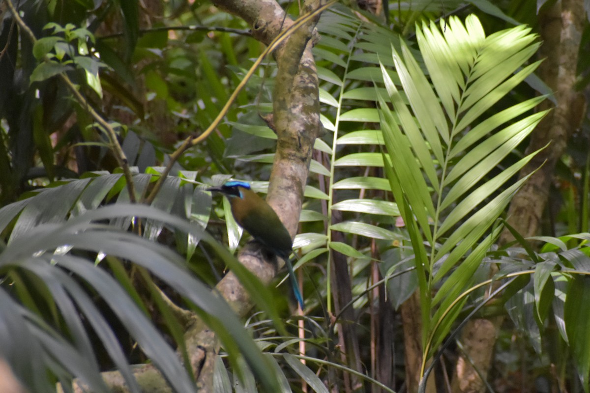Lesson's Motmot - ML641525443