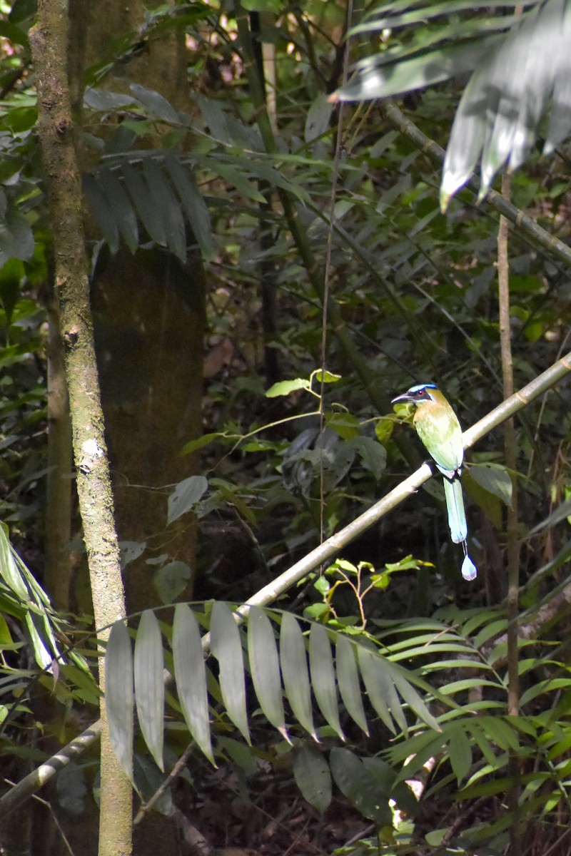 Lesson's Motmot - ML641525444