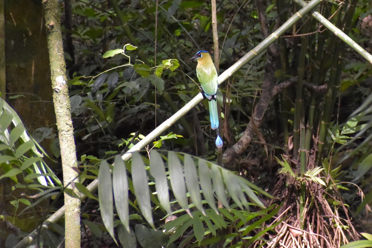Lesson's Motmot - ML641525445