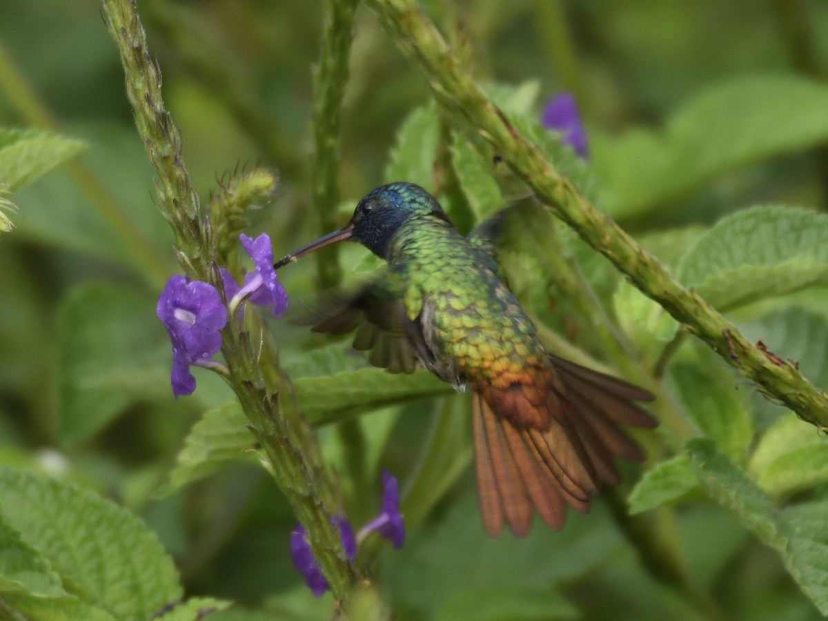 Golden-tailed Sapphire - ML641525458