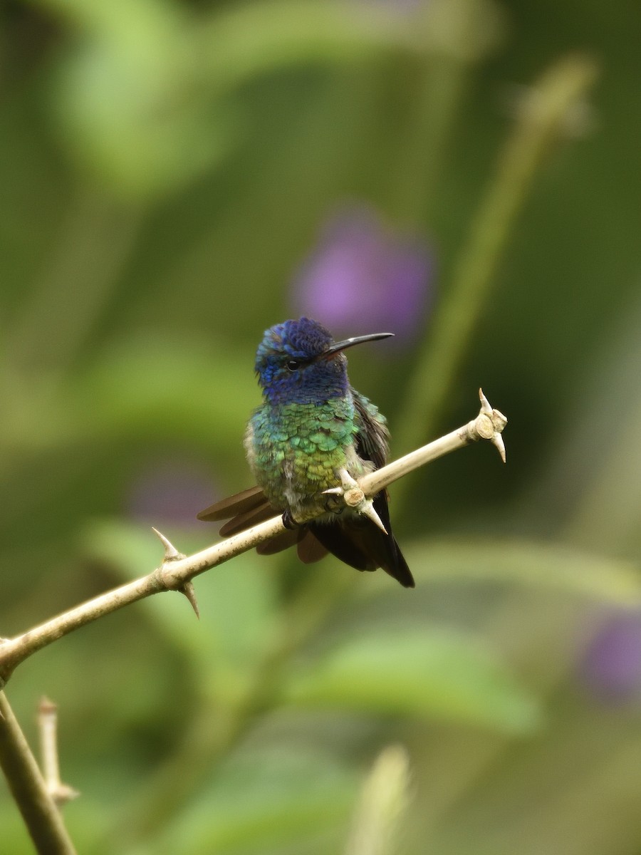 Golden-tailed Sapphire - ML641525459