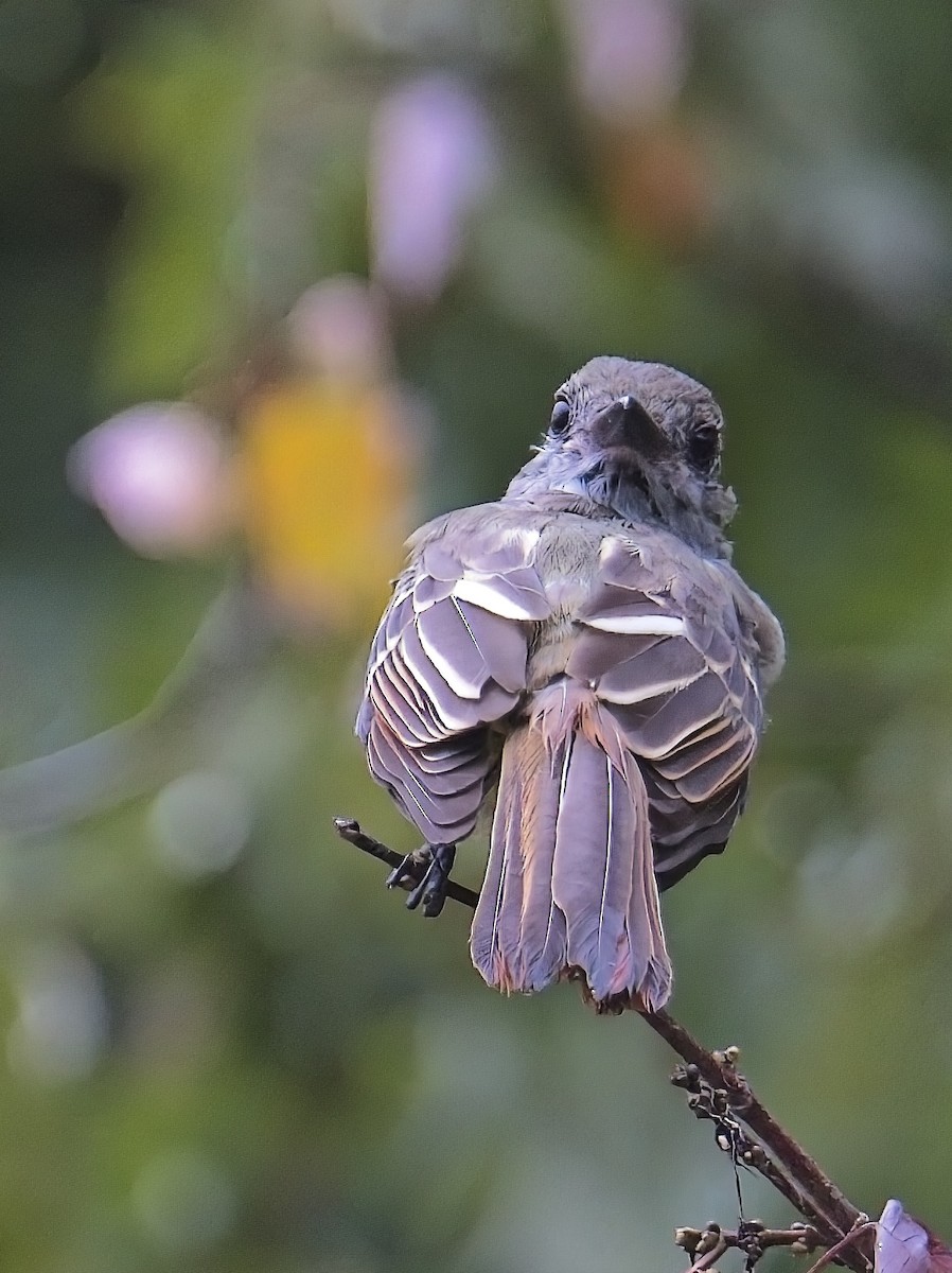 Great Crested Flycatcher - ML641525460