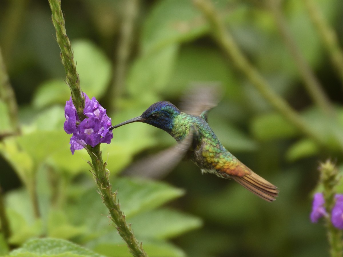 Golden-tailed Sapphire - ML641525461