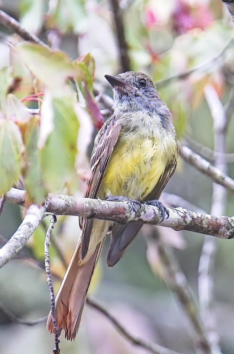 Great Crested Flycatcher - ML641525462