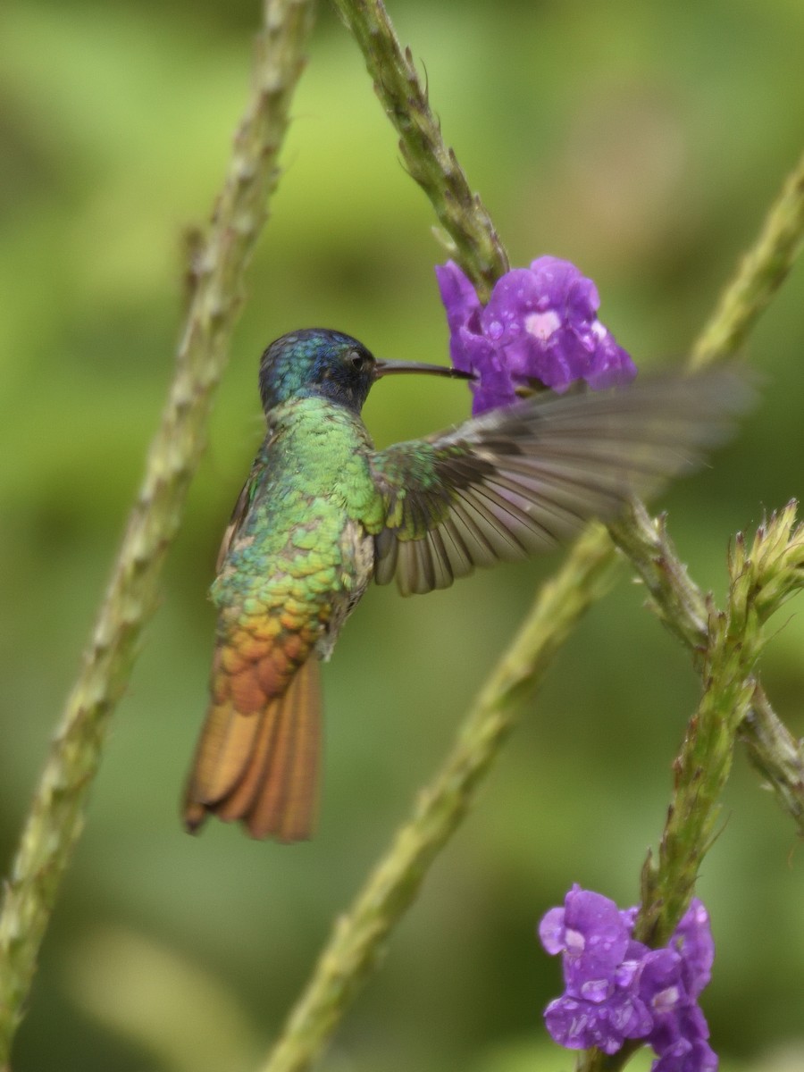 Golden-tailed Sapphire - ML641525463