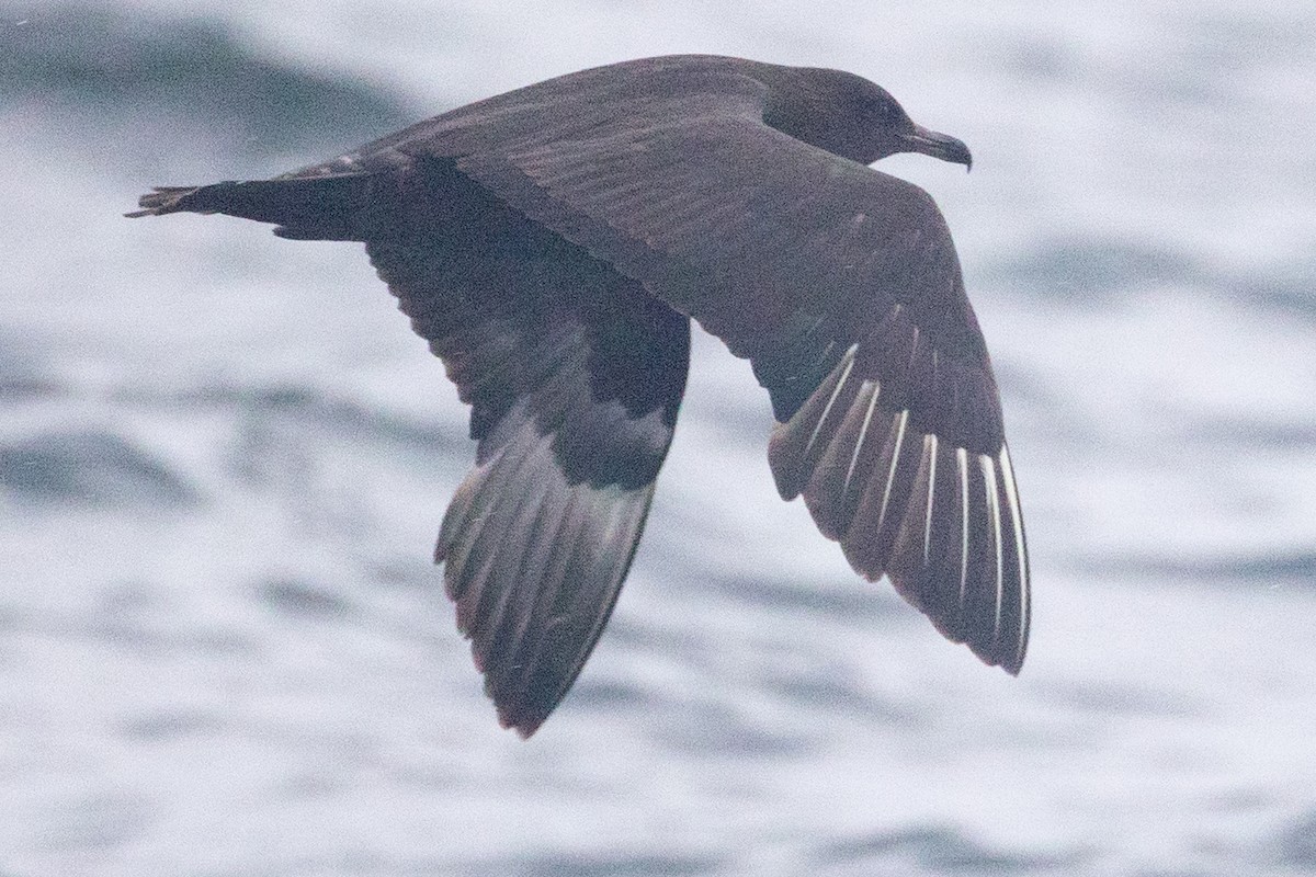 Pomarine Jaeger - ML641525481