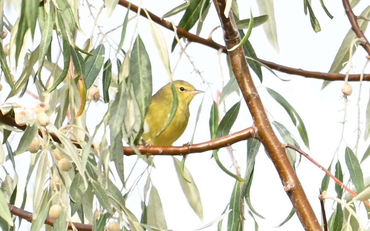 Orange-crowned Warbler - ML641525486