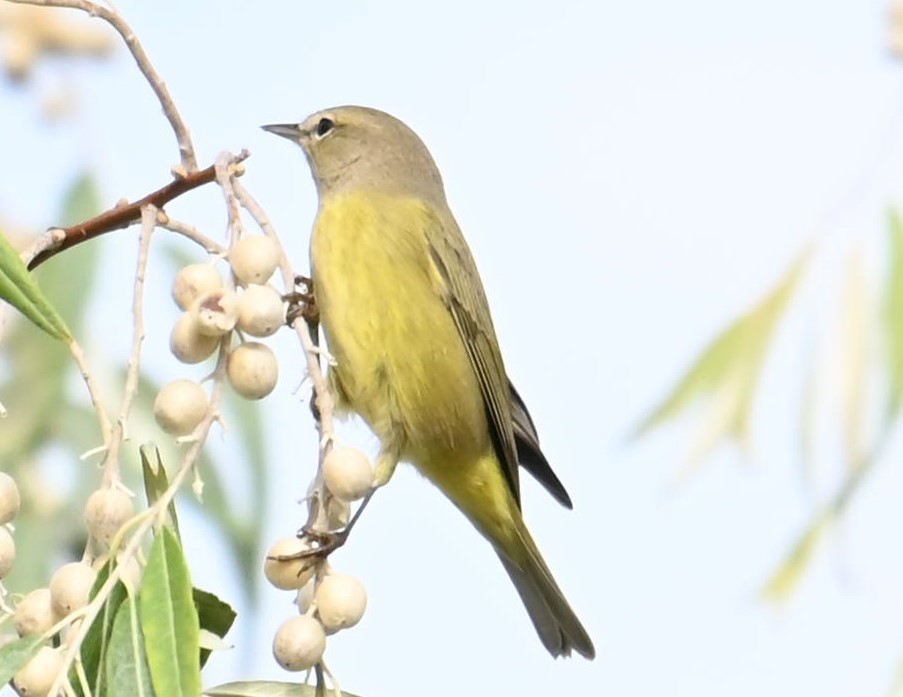 Orange-crowned Warbler - ML641525487