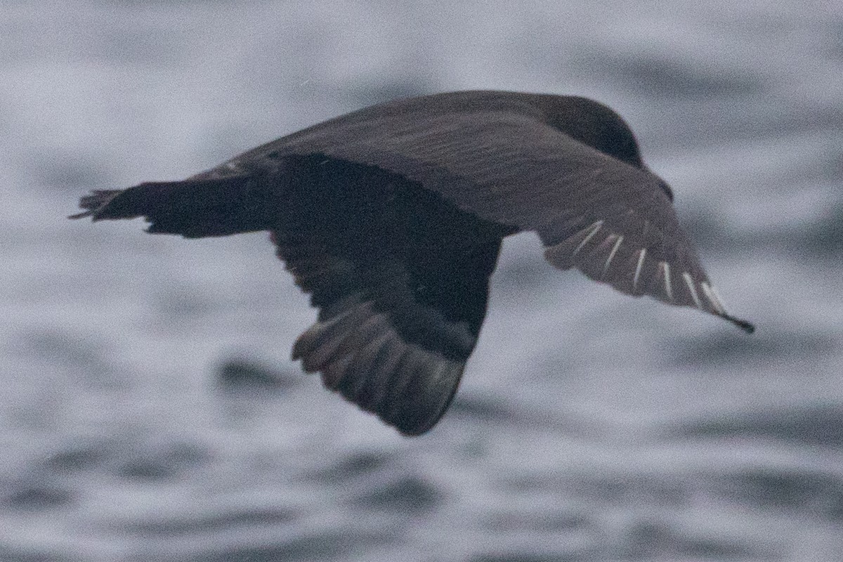 Pomarine Jaeger - ML641525488