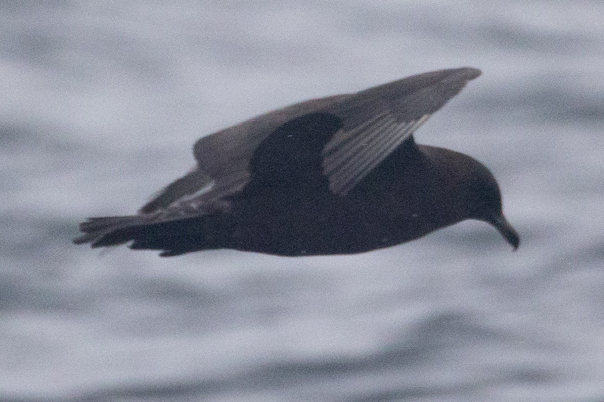 Pomarine Jaeger - ML641525489