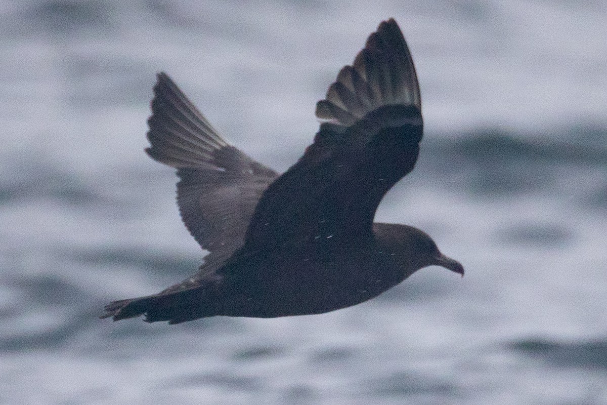 Pomarine Jaeger - ML641525490